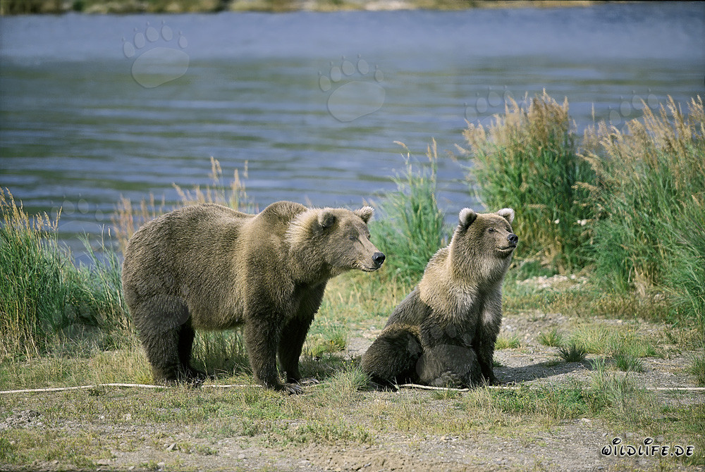 Osa parda tensa con osezno en el río Brooks, Katmai, Alaska