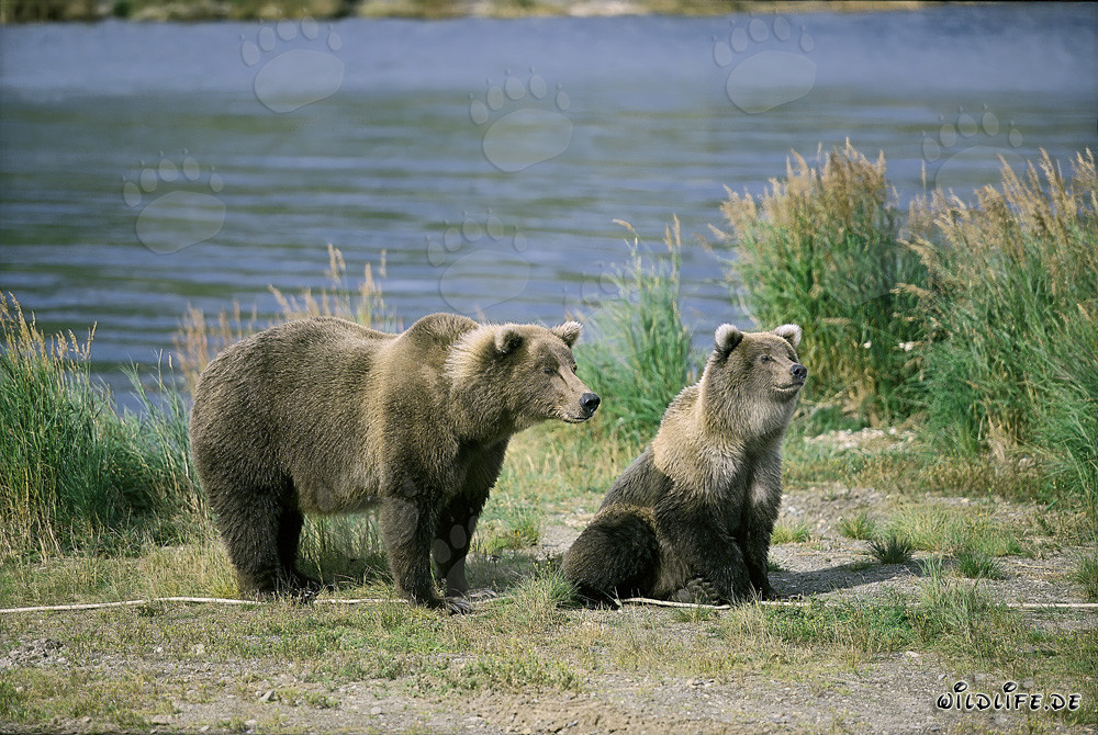 Ourse brune tendue avec ourson au Brooks River, Katmai, Alaska