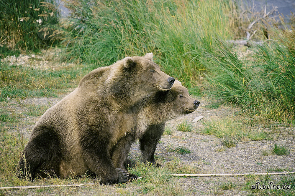 Zwei neugierige Braunbären beobachten eine Bedrohung