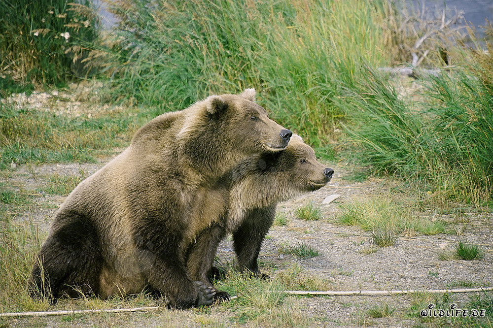 Deux ours bruns curieux observent une menace