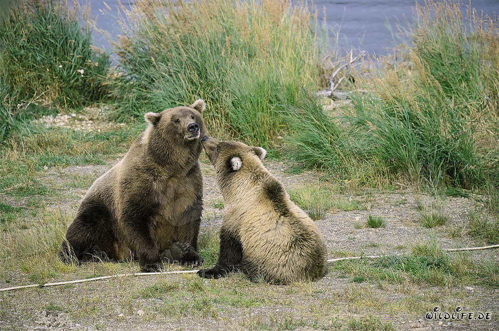 Braunbärin mit Jungbär am Brooks River, Katmai Nationalpark, Alaska