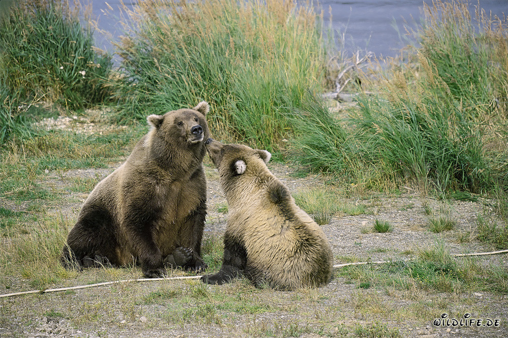 Orsa bruna con cucciolo al Brooks River, Parco Nazionale di Katmai, Alaska