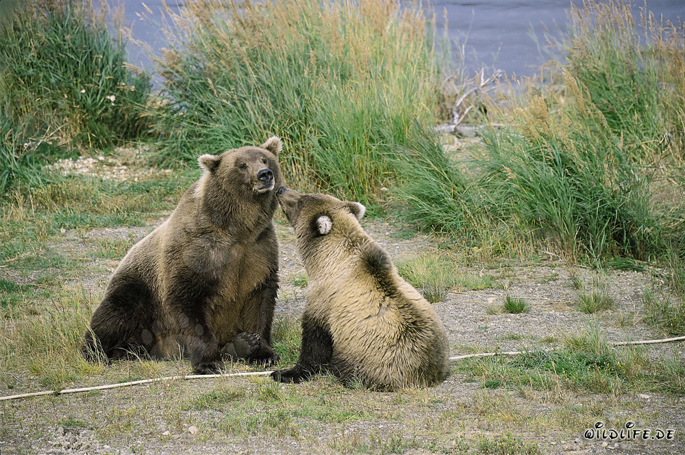 She-bear with young Bear at Brooks River, Katmai National Park, Alaska