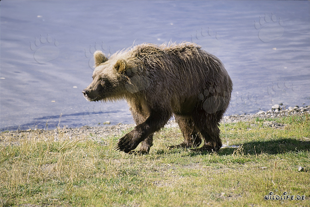 Mißtrauischer Braunbär am Brooks River, Alaska