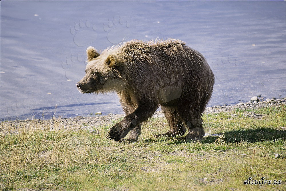 Suspicious Brown Bear at Brooks River, Alaska
