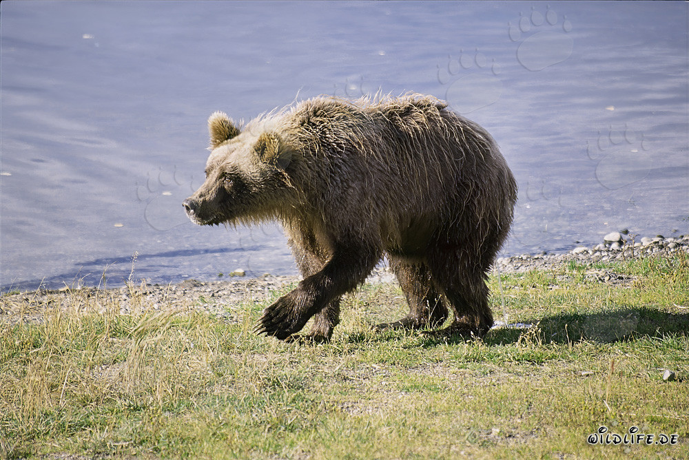 Orso bruno diffidente sul fiume Brooks, Alaska