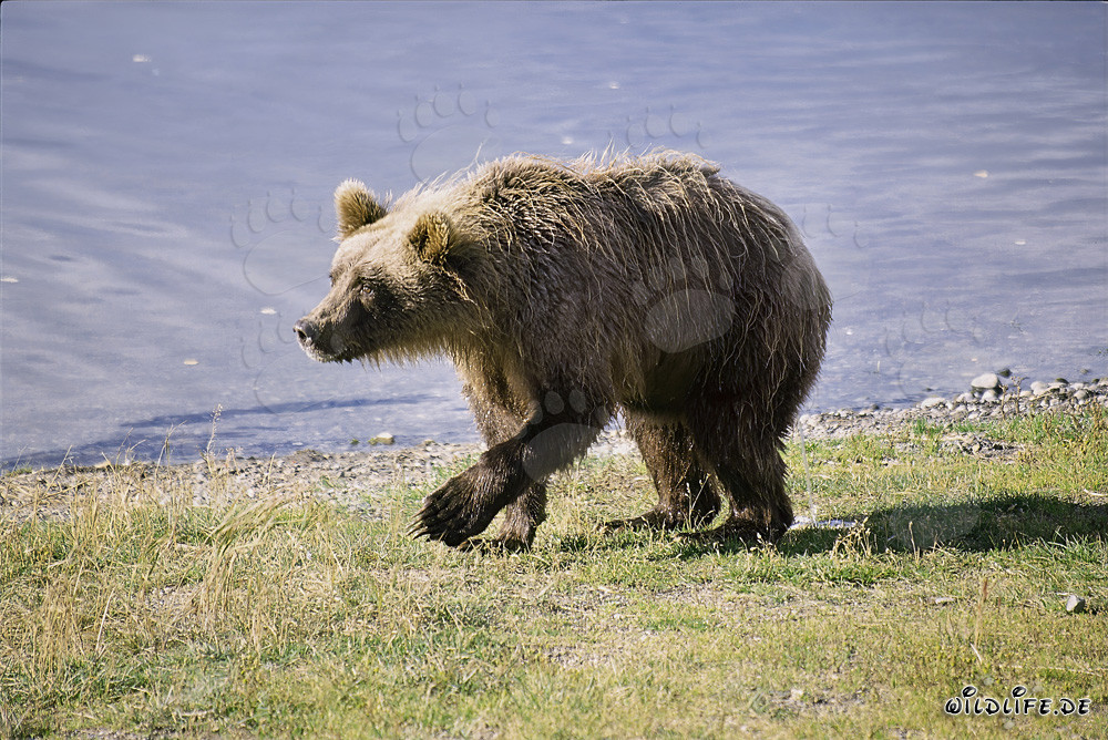 Oso pardo desconfiado en el río Brooks, Alaska