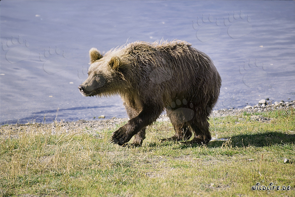 Ours brun méfiant sur la rivière Brooks, Alaska
