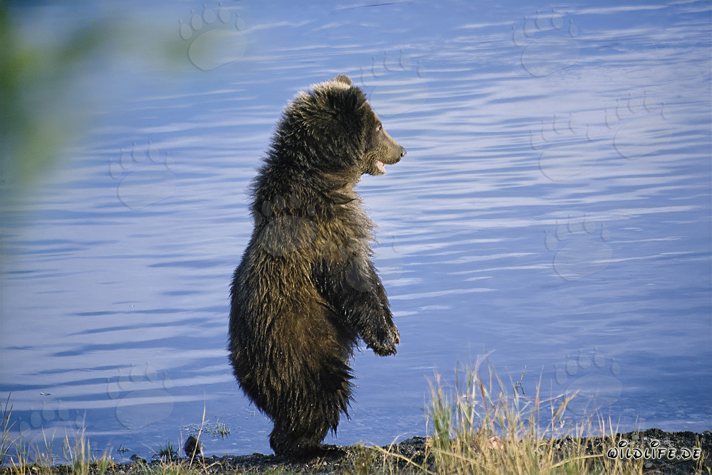 Spielerischer junger Braunbär erkundet das Ufer des Brooks River