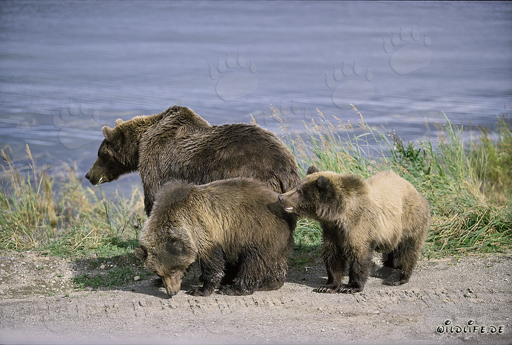 Majestätische Braunbärenmutter mit zwei niedlichen Jungen im Katmai National Park, Alaska