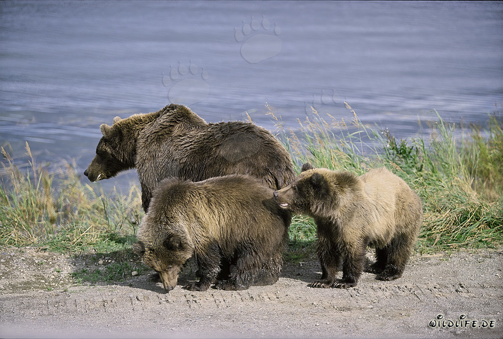 Madre oso pardo majestuosa con dos crías adorables en el Parque Nacional de Katmai, Alaska
