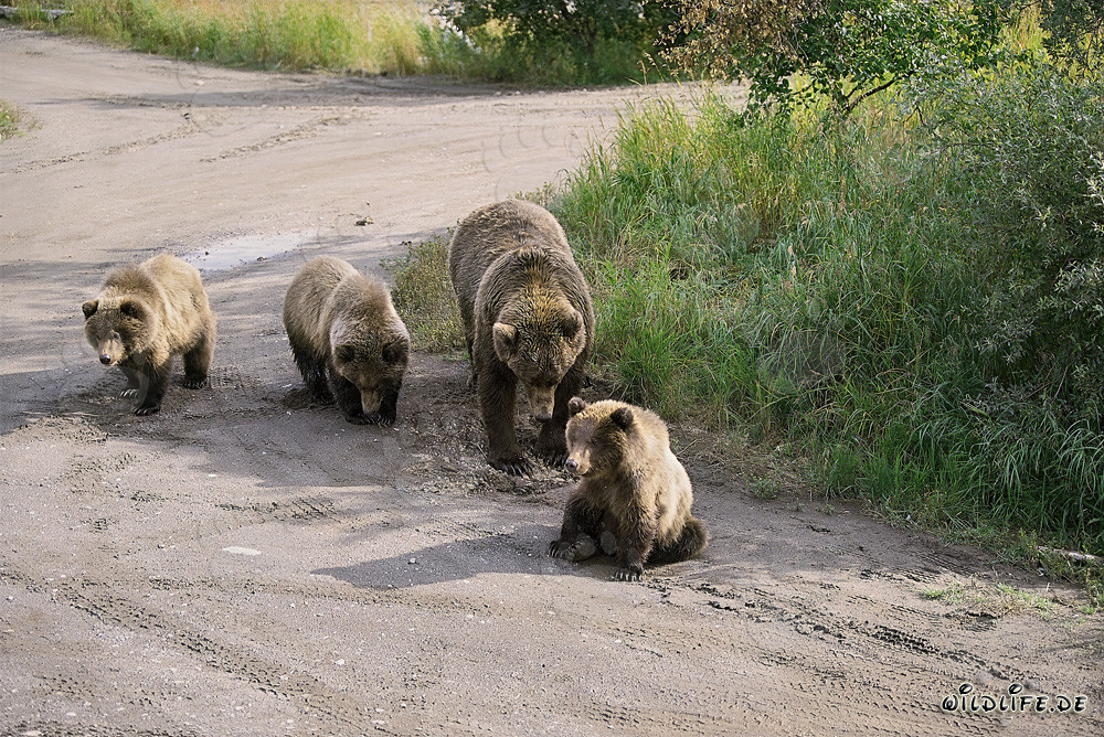 Braunbärin mit drei süßen Jungbären in der Wildnis Alaskas
