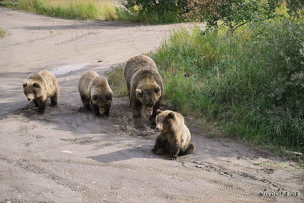 Mother brown bear with three adorable cubs in the Alaskan wilderness