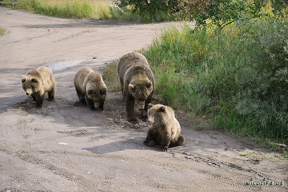 Orsa bruna con tre adorabili cuccioli nella natura selvaggia dell'Alaska