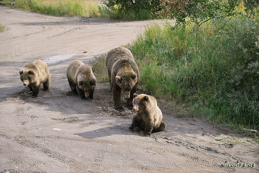 Ourse brune avec trois adorables oursons dans la nature sauvage de l'Alaska