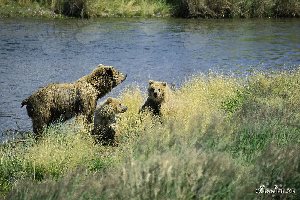 Danger for Bear Family in Alaska/Katmai National Park