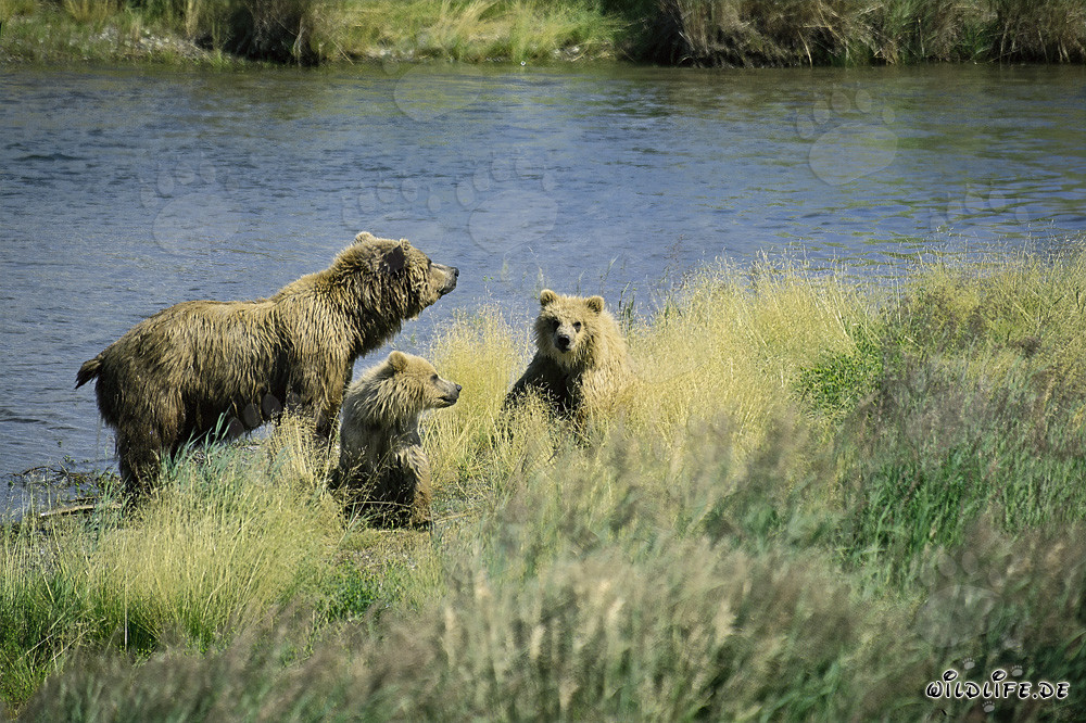 Gefahr für die Bärenfamilie in Alaska/Katmai Nationalpark