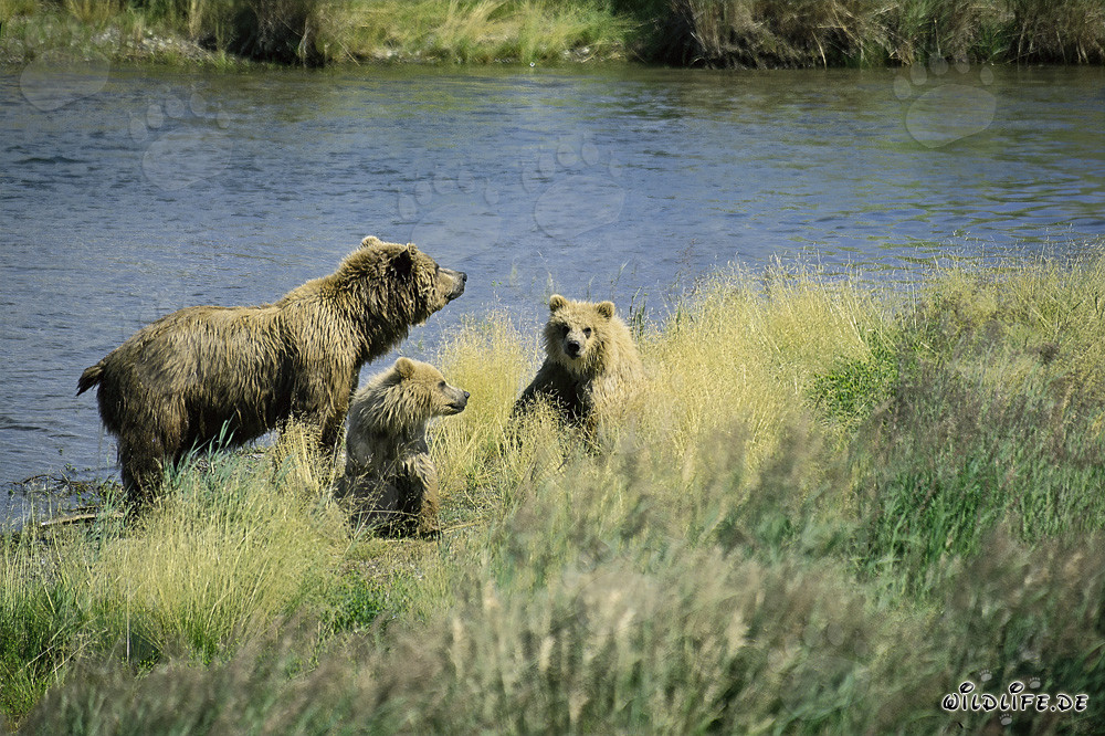 Peligro para la familia de osos en Alaska/Parque Nacional Katmai