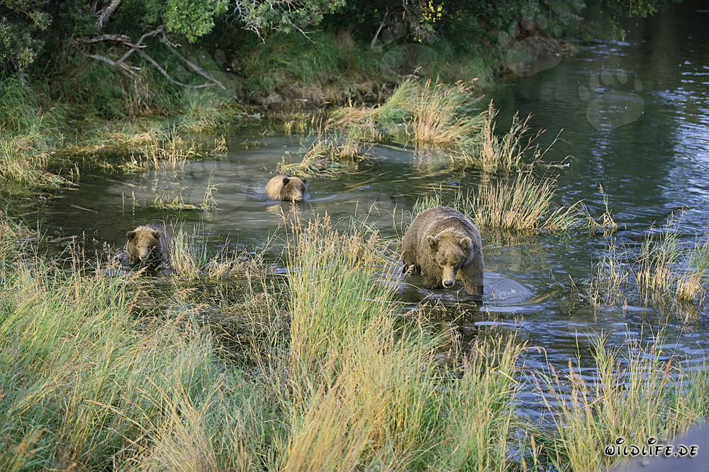 Braunbärenfamilie beim Lachsfang im flachen Wasser