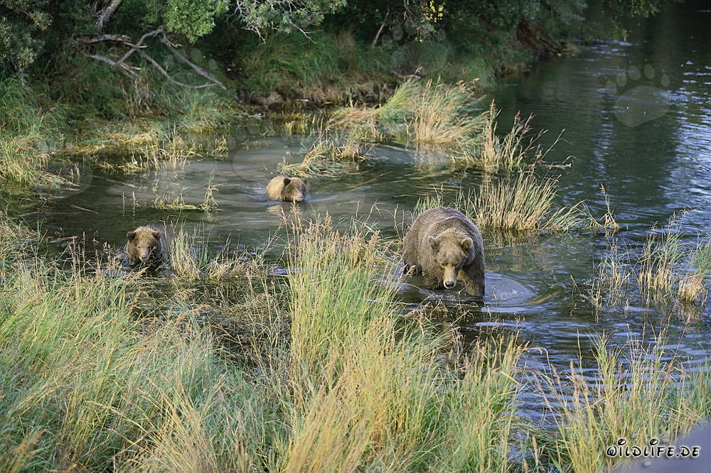 Familia de osos pardos pescando salmones en aguas poco profundas