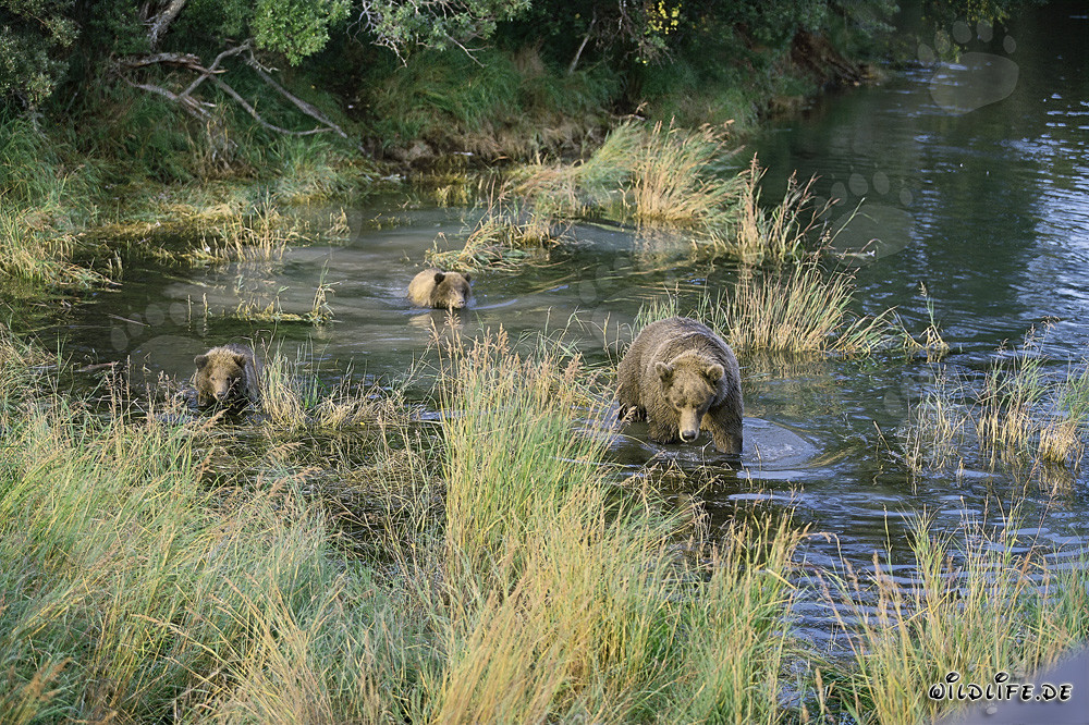 Famille d'ours bruns pêchant des saumons dans les eaux peu profondes