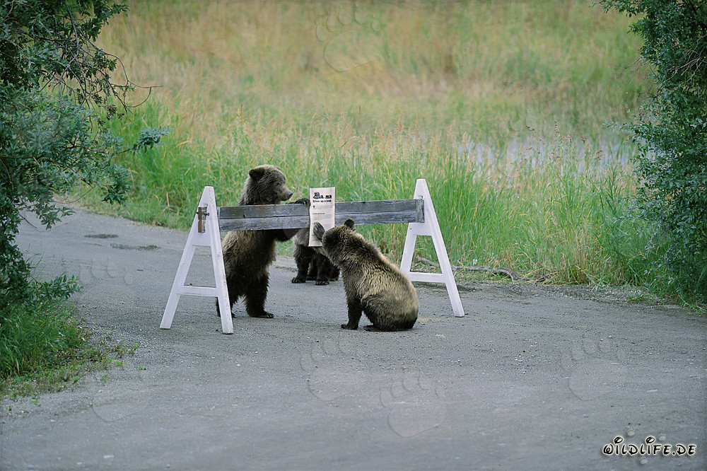 Three adorable Brown Bear cubs with a sign