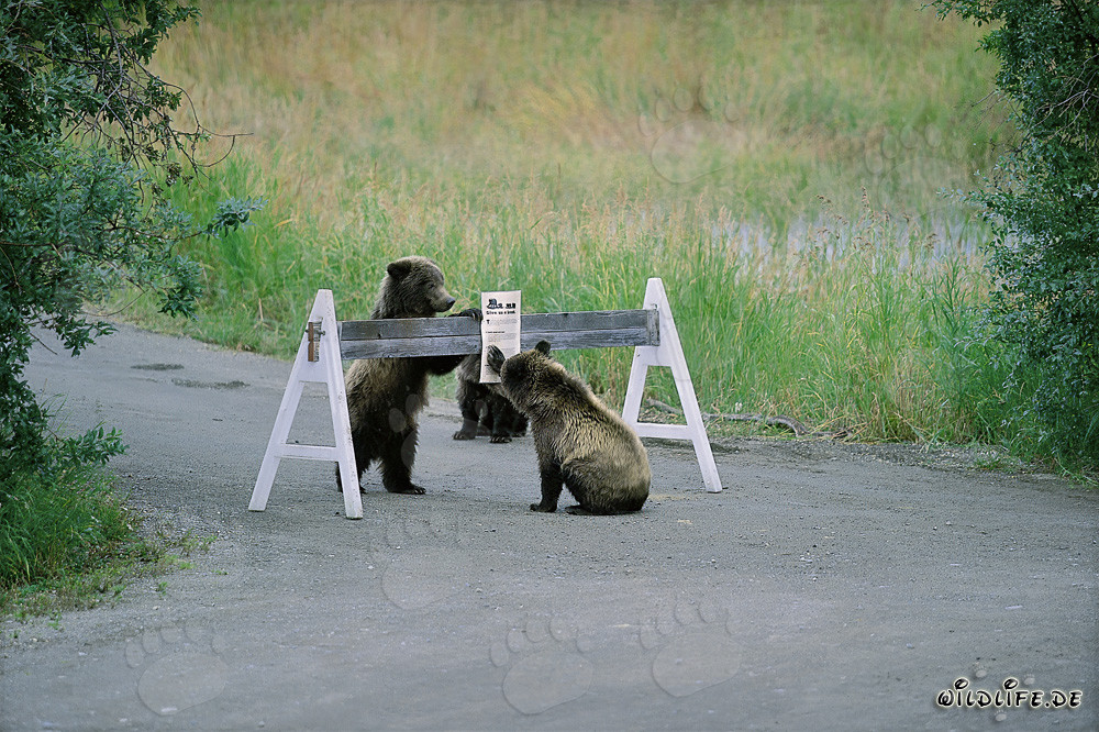 Tres adorables cachorros de oso pardo frente a un letrero de advertencia
