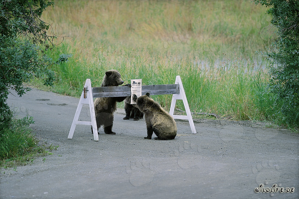 Trois adorables oursons bruns devant un panneau indicateur