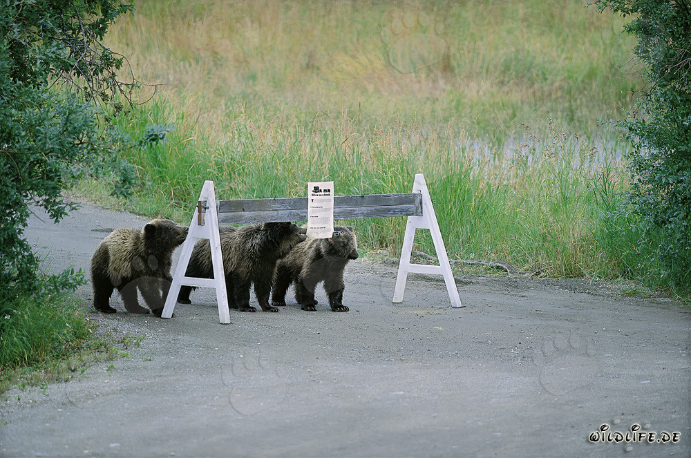 Three adorable Brown Bears and a striking sign