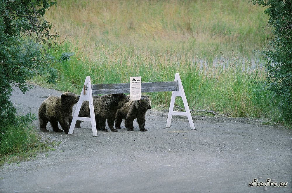 Tres adorables osos pardos y un llamativo letrero de advertencia