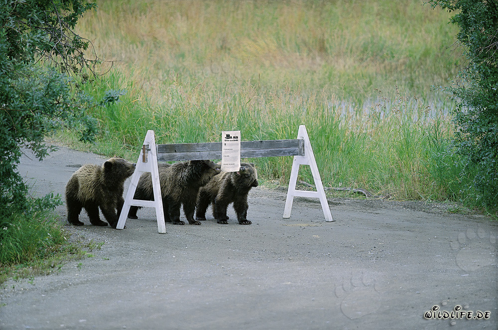 Trois adorables ours bruns et un panneau d'indication frappant