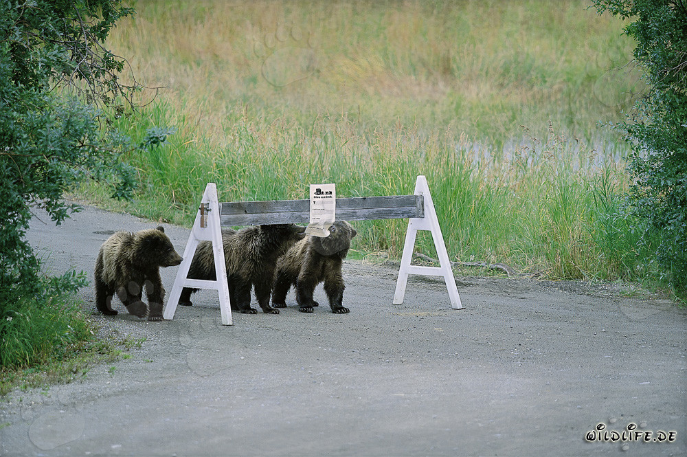 Drei niedliche Braunbärenjungen und ein auffälliges Hinweisschild
