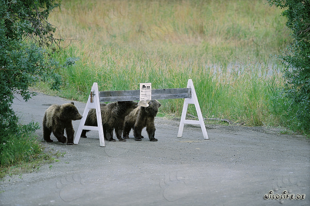 Three adorable Brown Bear cubs and a prominent sign
