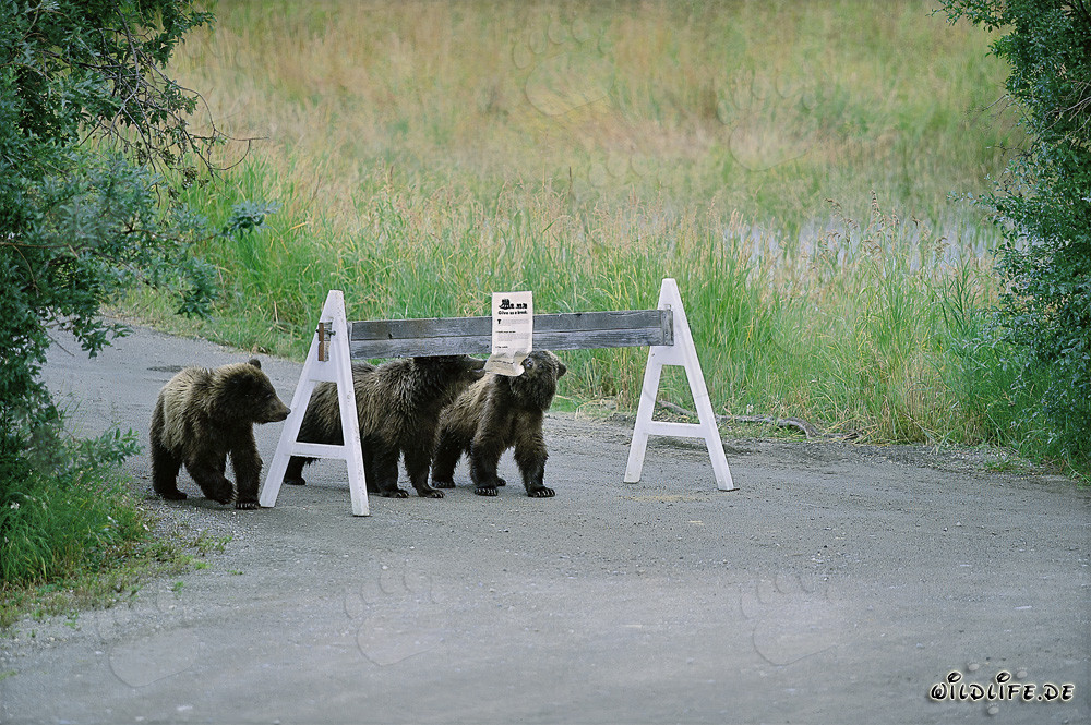 Tre adorabili cuccioli di orso bruno e un vistoso cartello indicatore