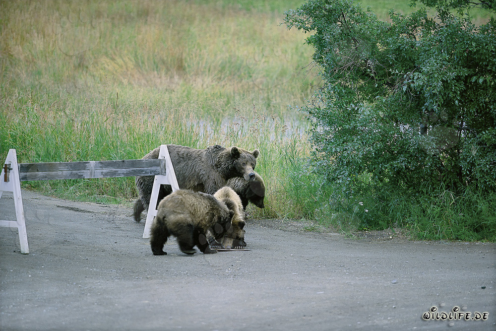 Tres adorables osos pardos y un cartel informativo