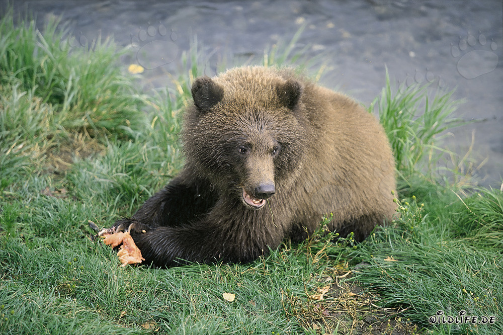 Jeune ours brun savoure du saumon frais à la rivière Brooks en Alaska