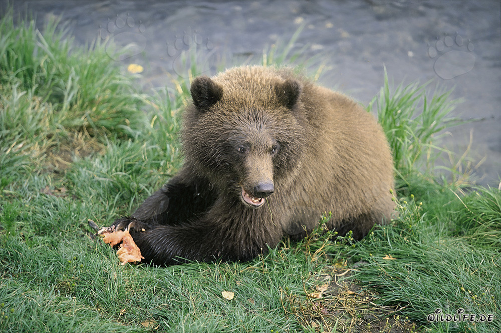Jungbär genießt frischen Lachs am Brooks River in Alaska