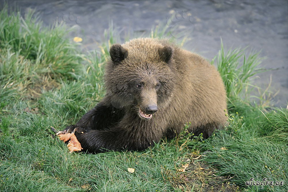 Young bear enjoying fresh salmon at Brooks River in Alaska