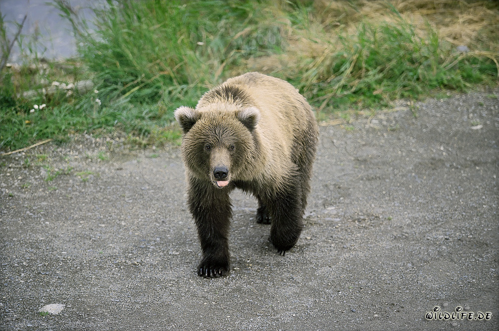 Majestätischer Braunbär auf einem malerischen Schotterweg