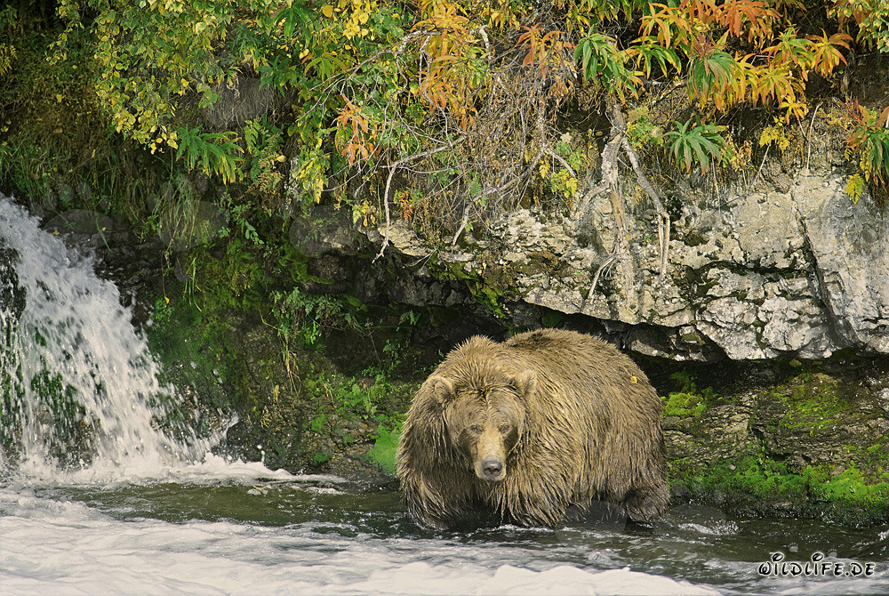 Prachtexemplar Braunbär im Herbst