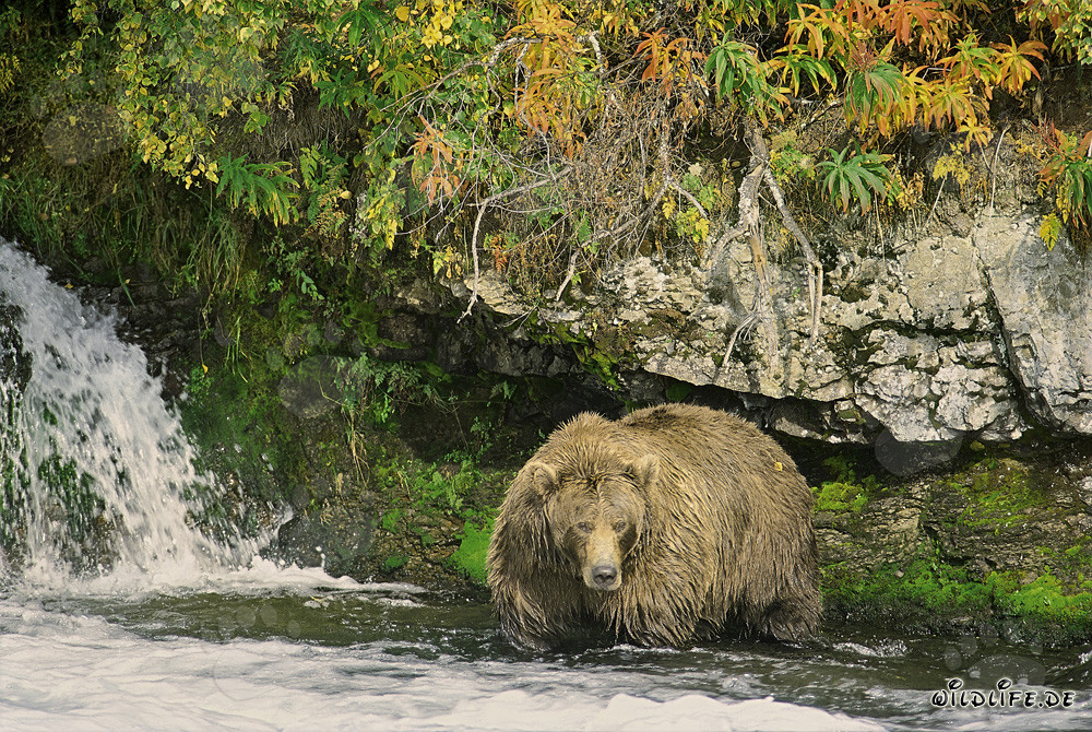 Exemplaire magnifique de l'ours brun en automne