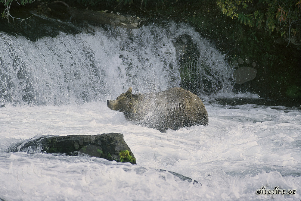Braunbär schüttelt sich unter Wasserfall ab