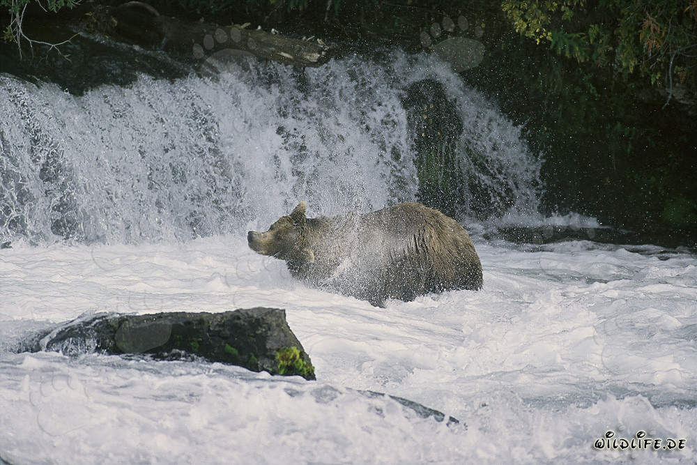 Brown Bear shaking off water under waterfall