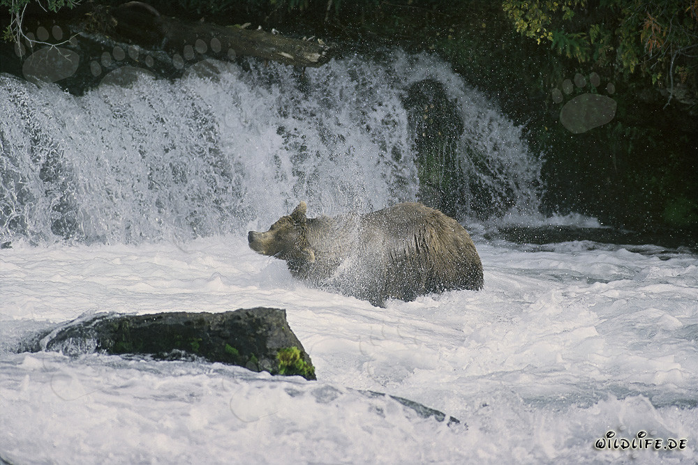 Orso bruno che si scuote sotto una cascata
