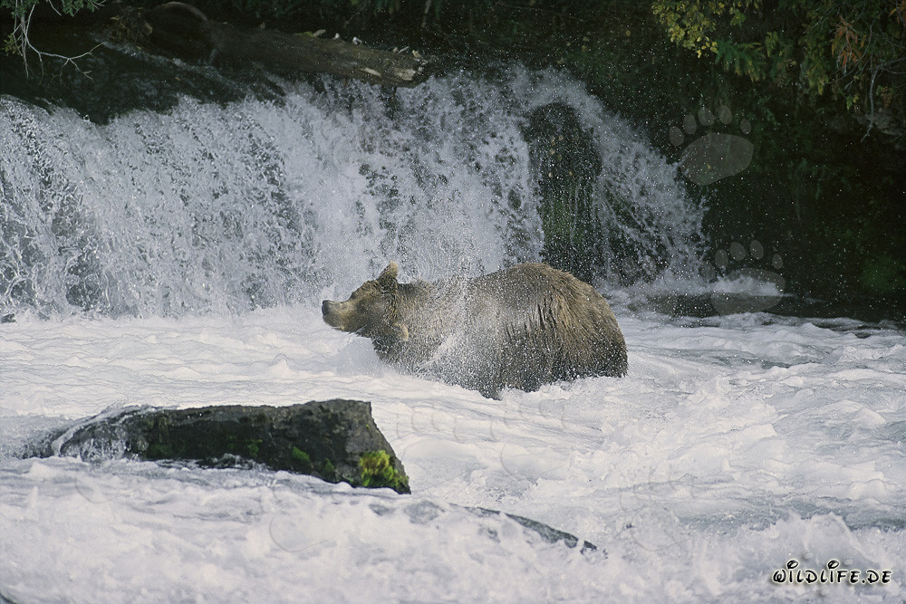 Oso pardo sacudiéndose bajo una cascada