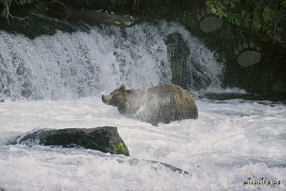 Ours brun secouant sous une cascade