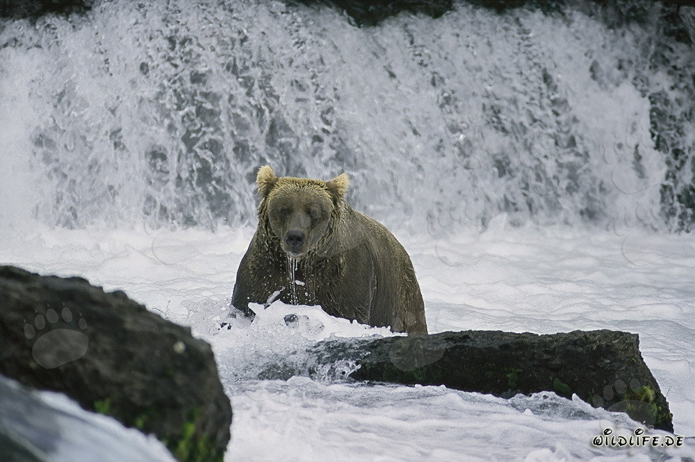 Majestätischer Braunbär beim Lachsfang am Wasserfall