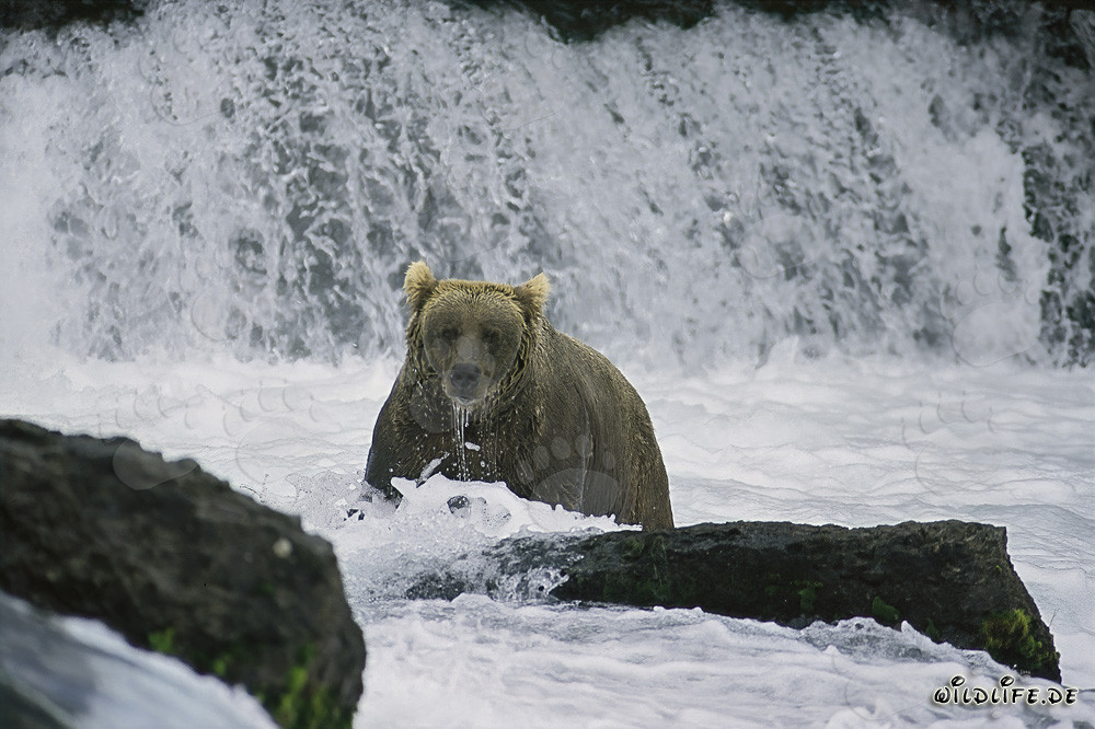 Maestoso orso bruno che pesca salmoni alla cascata