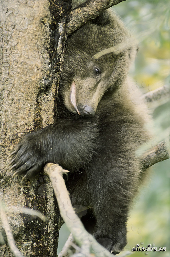 Ängstlicher kleiner Braunbär auf dem Baum