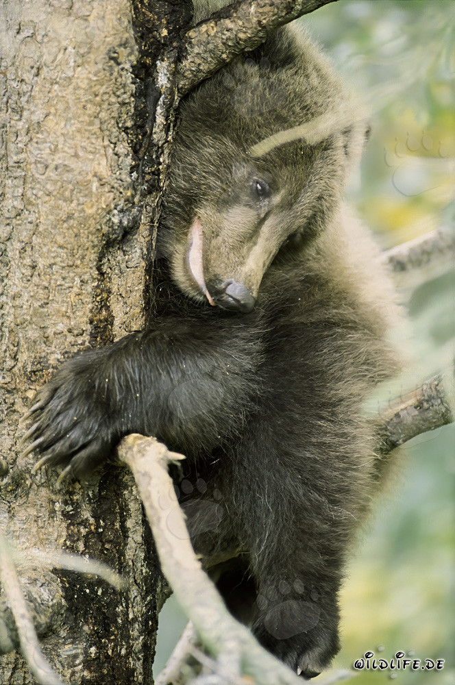 Fearful little brown bear on the tree